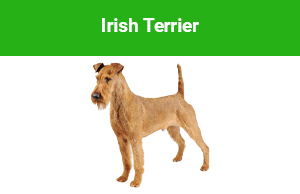 Irish Terrier Hrana uscata pisici