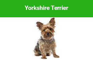 Yorkshire Terrier Hrana uscata pisici