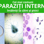 paraziti interni Hrana uscata pisici